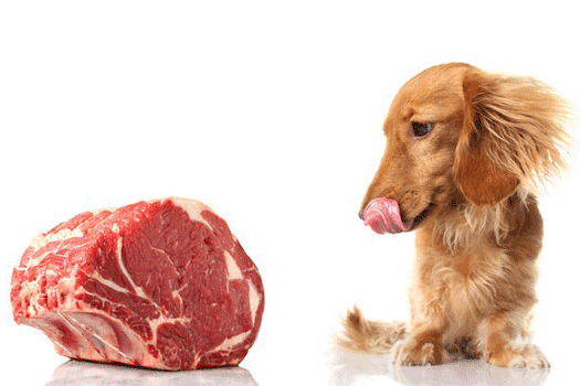 犬って肉食？それとも雑食？